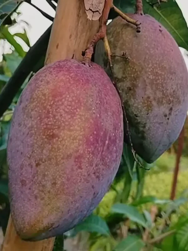 king-of-chakapat-mango King of Chakapat mango fruit red green color on tree