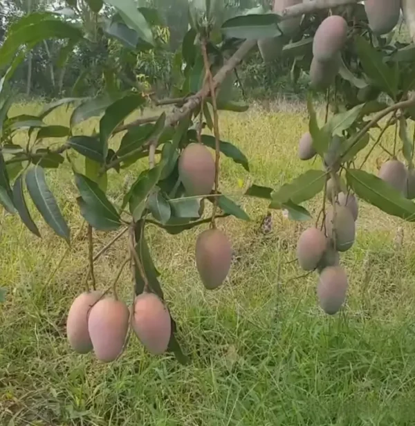 pusa-Arunima Pusa Arunima mango plant with red-blushed fruit in a home garden.