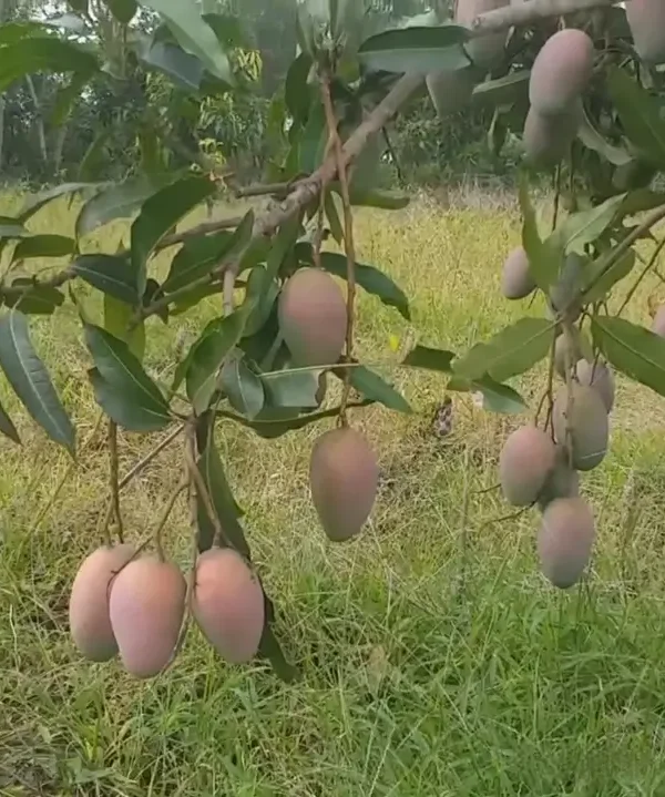 pusa-Arunima Pusa Arunima mango plant with red-blushed fruit in a home garden.