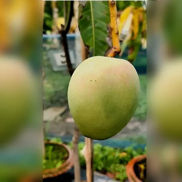 pusa-surya-mango-plant Pusa Surya mango plant with golden yellow green fruit