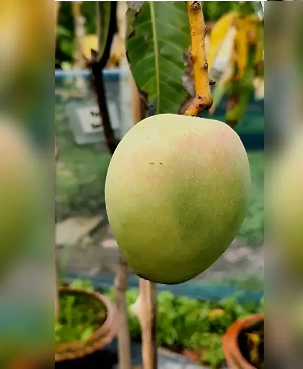 Pusa Surya mango plant with golden yellow green fruit