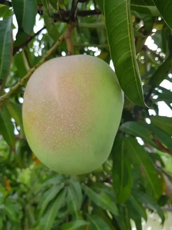 r2e2 mango r2e2 mango