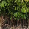 Mahogany tree price: young saplings with fresh green leaves growing in nursery bags
