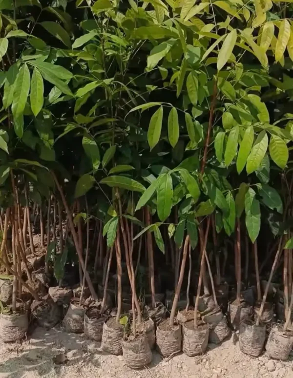 Mahogany tree price: young saplings with fresh green leaves growing in nursery bags