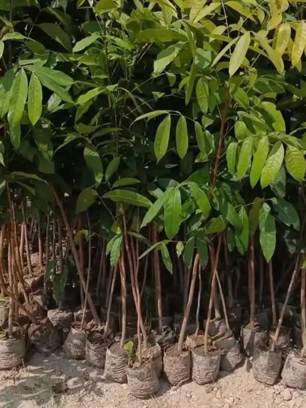 mahogany-tree-price-benefits-uses Mahogany tree price: young saplings with fresh green leaves growing in nursery bags