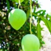Fiberless Lili Mango Fruit Close View on Plant