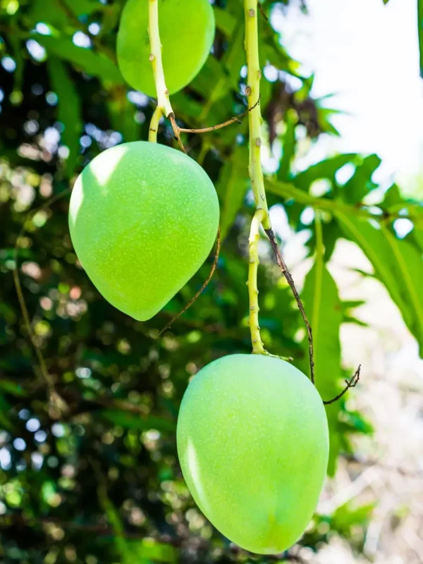 Fiberless Lili Mango Fruit Close View on Plant