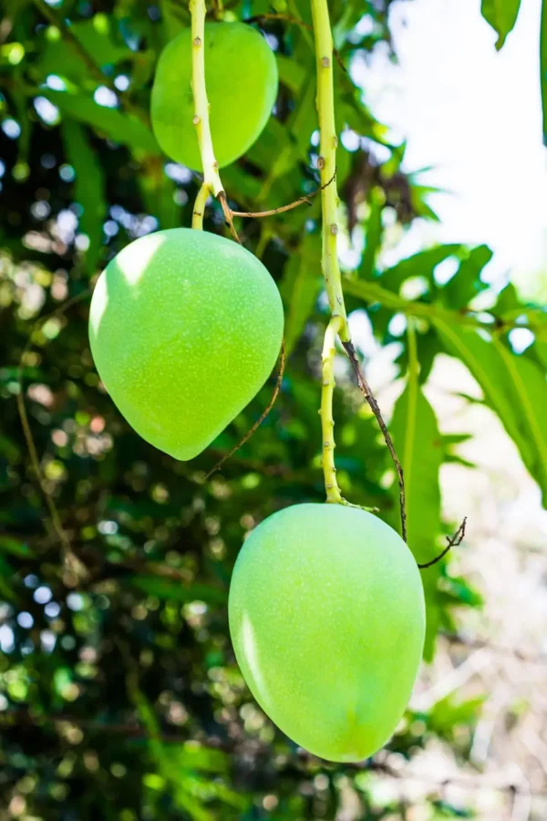 Fiberless Lili Mango Fruit Close View on Plant Fiberless Lili Mango Fruit Close View on Plant