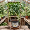 TJC mango plant grafted sri lanka variety