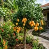 Dwarf mango tree growing in garden with ripe mango fruits on branches