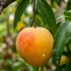 Close-up of round Maya mango plant with fruit on the tree branch with golden-orange blushed skin
