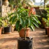 Grafted Maya mango plant growing in a black nursery container outdoors