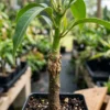 Grafted Miyazaki Mango plant in a large terracotta pot on a sunny home terrace