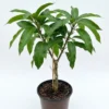 Grafted Sindhu Mango plant sapling in a pot with healthy foliage.