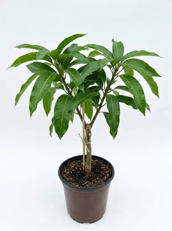 Grafted Sindhu Mango plant sapling in a pot with healthy foliage.