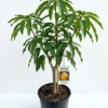 Super Julie Mango Plant in small nursery pot with healthy green leaves