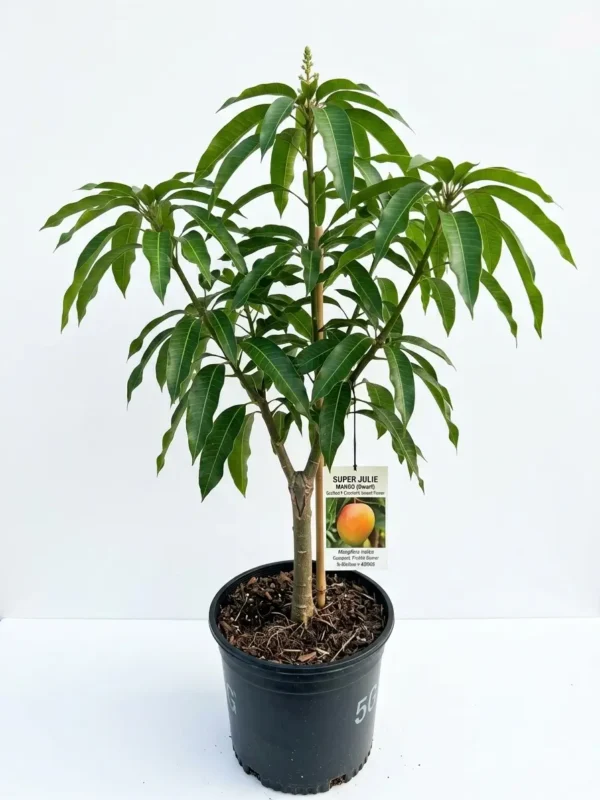 Super Julie Mango Plant in small nursery pot with healthy green leaves