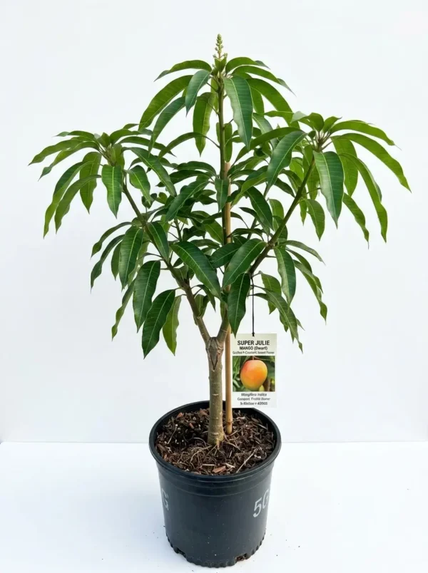 Super Julie Mango Plant in small nursery pot with healthy green leaves