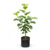 Grafted Chiang Mai 60 mulberry plant in a nursery bag, about 45 cm tall