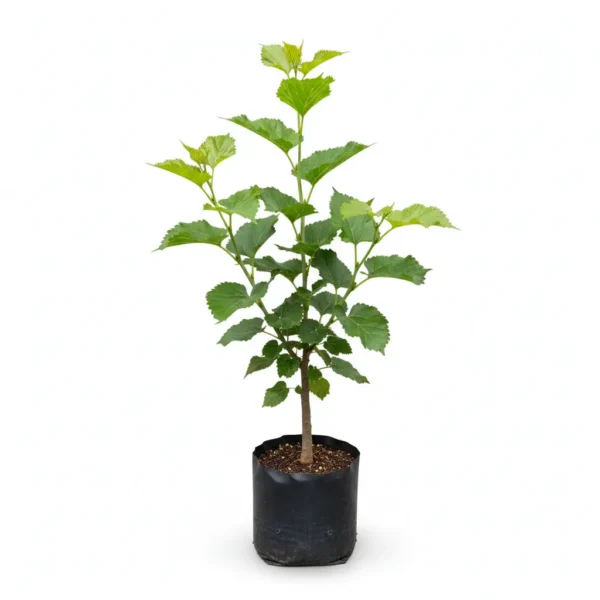 Grafted Chiang Mai 60 mulberry plant in a nursery bag, about 45 cm tall