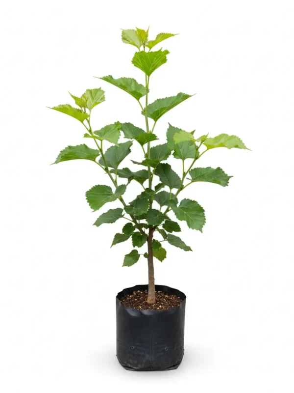 Grafted Chiang Mai 60 mulberry plant in a nursery bag, about 45 cm tall