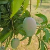Gir kesar mango plant with ripen fruits on the branches
