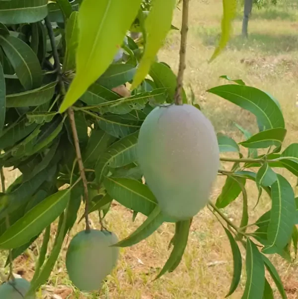 Gir kesar mango plant with ripen fruits on the branches