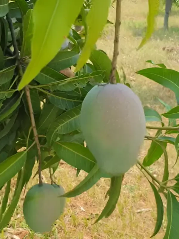 Gir kesar mango plant with ripen fruits on the branches