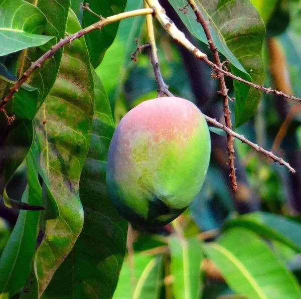 Golden-yellow Kensington Pride mango with pink-green blush on the branch