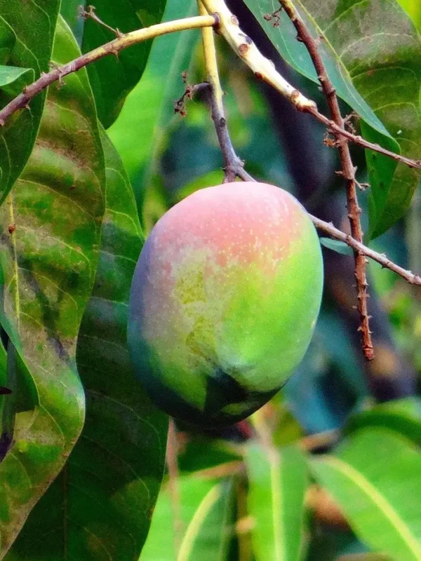 Golden-yellow Kensington Pride mango with pink-green blush on the branch