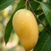 Close-up of golden-yellow Kohitur mango fruit on the branch