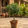 Grafted Kohitur mango plant in a nursery pot with glossy green leaves