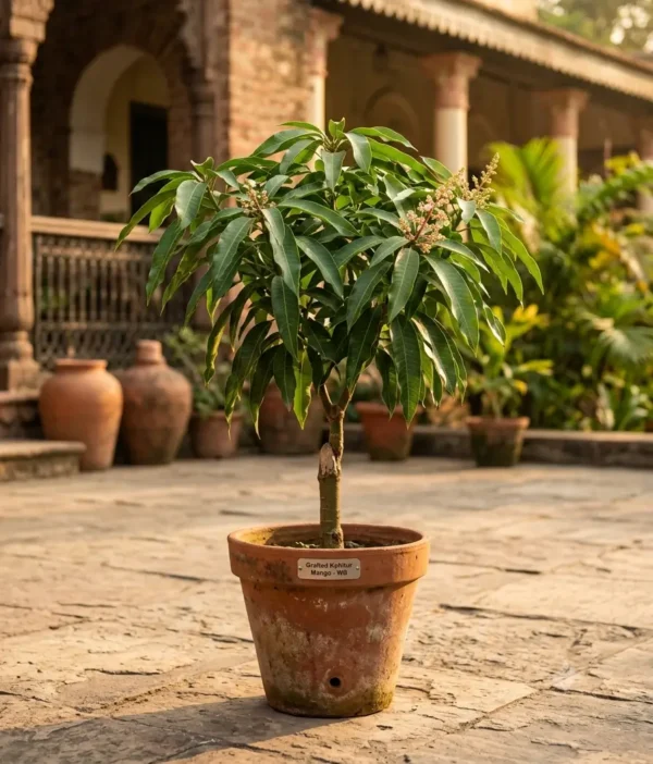Grafted Kohitur mango plant in a nursery pot with glossy green leaves