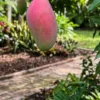 Valencia Pride Mango Tree: A Late-Season Florida Original