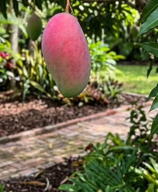 Valencia Pride Mango Tree: A Late-Season Florida Original