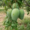 Ripe Imam Pasand mango plant - Fruits hangings on branch