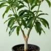 Grafted Valencia Pride mango tree growing in a nursery pot, ready to plant