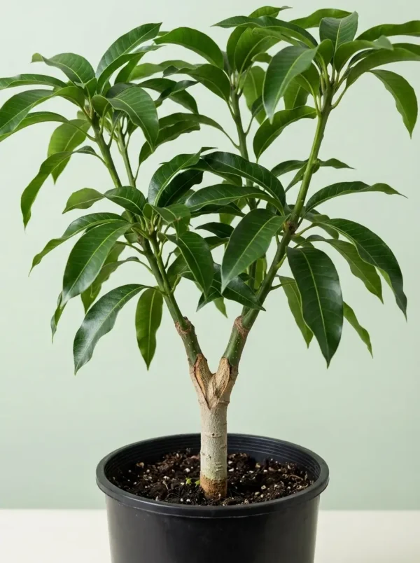 Grafted Valencia Pride mango tree growing in a nursery pot, ready to plant