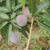 Developing Tommy Atkins mangoes with a dusty bloom, still ripening on the tree