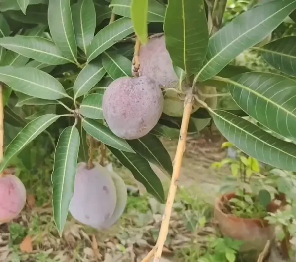 Developing Tommy Atkins mangoes with a dusty bloom, still ripening on the tree