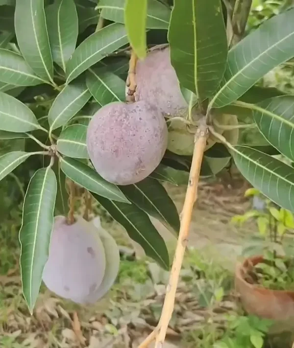 Developing Tommy Atkins mangoes with a dusty bloom, still ripening on the tree