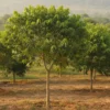 Agarwood tree grown for cultivation