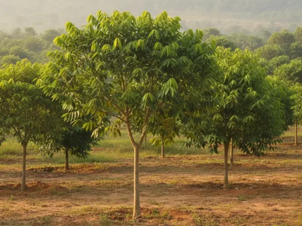 Agarwood tree grown for cultivation