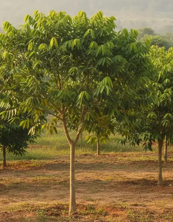 Agarwood tree grown for cultivation