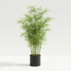 Bambusa balcooa live bamboo plant in nursery pot