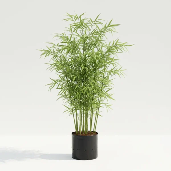 bambusa-balcooa-bamboo-plant Bambusa balcooa live bamboo plant in nursery pot