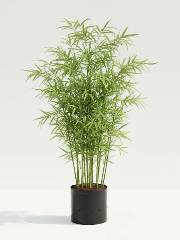 Bambusa balcooa live bamboo plant in nursery pot