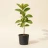 Hisar Safeda guava plant with green leaves in nursery pot