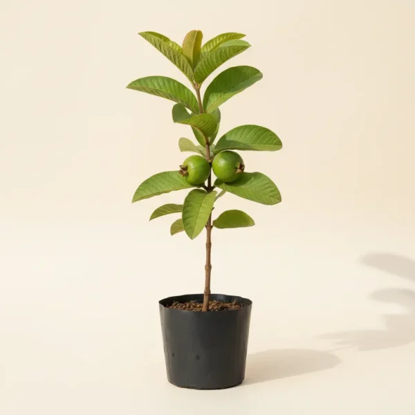Hisar Safeda guava plant with green leaves in nursery pot