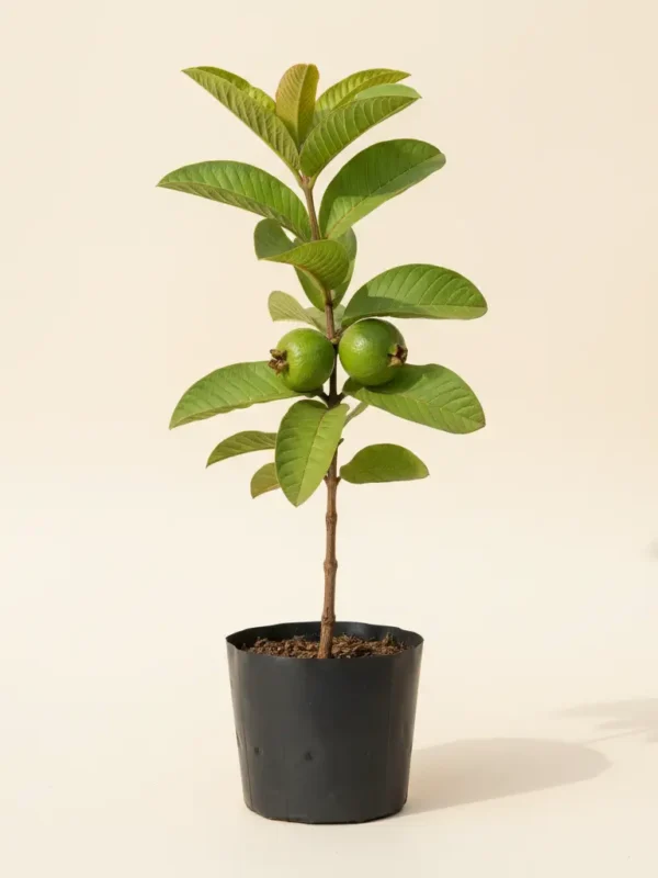 Hisar Safeda guava plant with green leaves in nursery pot